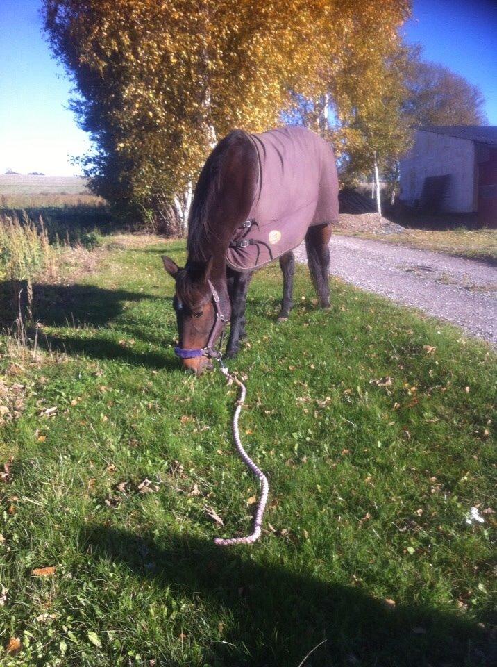 Traver Faraway billede 11