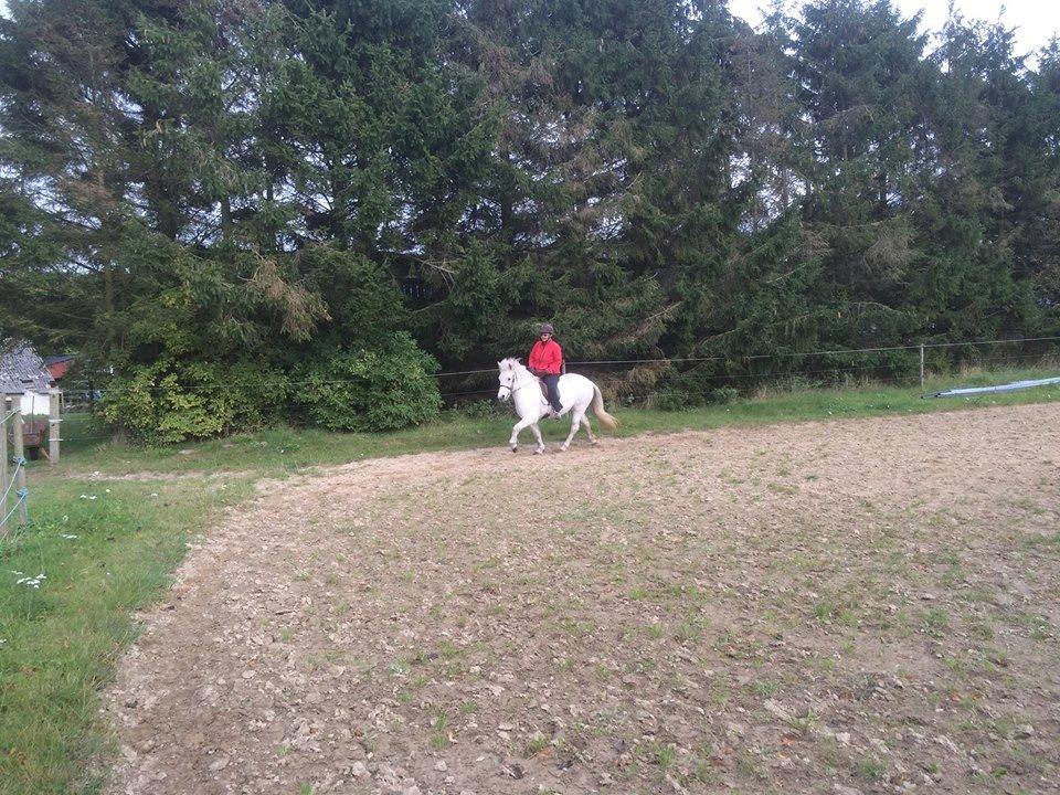 Islænder Svala fra stald kyhl billede 9