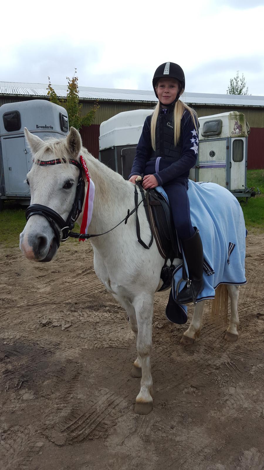 Welsh Pony (sec B) Serenity D billede 9