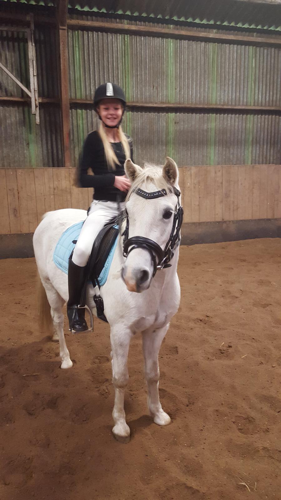 Welsh Pony (sec B) Serenity D billede 10