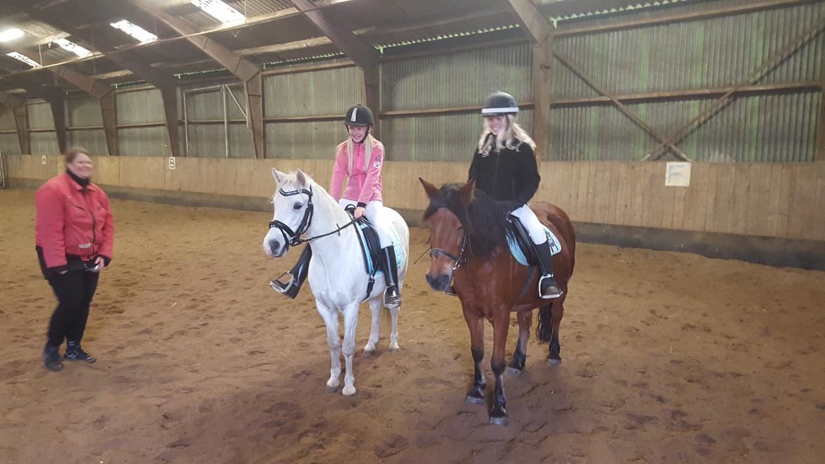 Welsh Pony (sec B) Serenity D billede 11