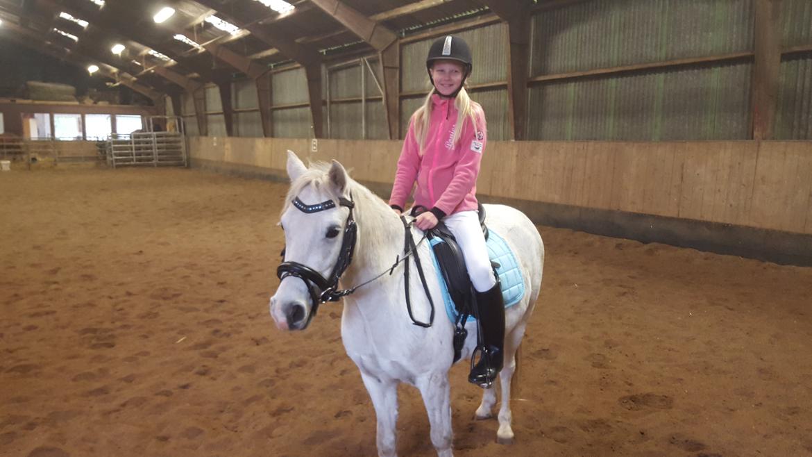 Welsh Pony (sec B) Serenity D billede 12