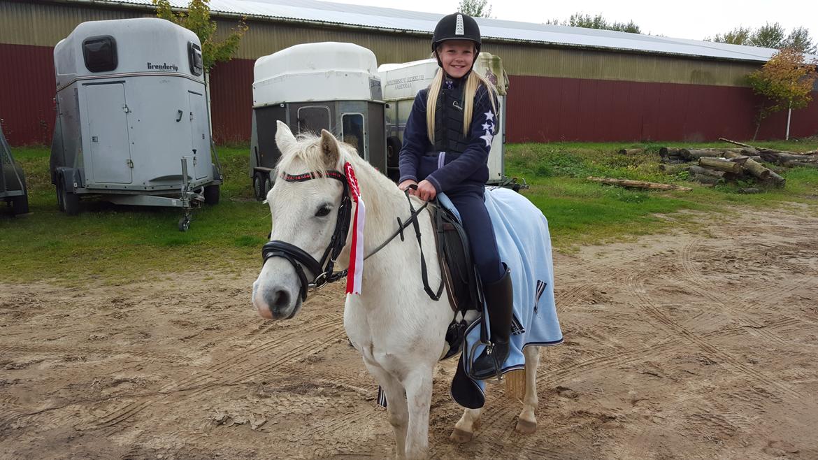 Welsh Pony (sec B) Serenity D billede 13