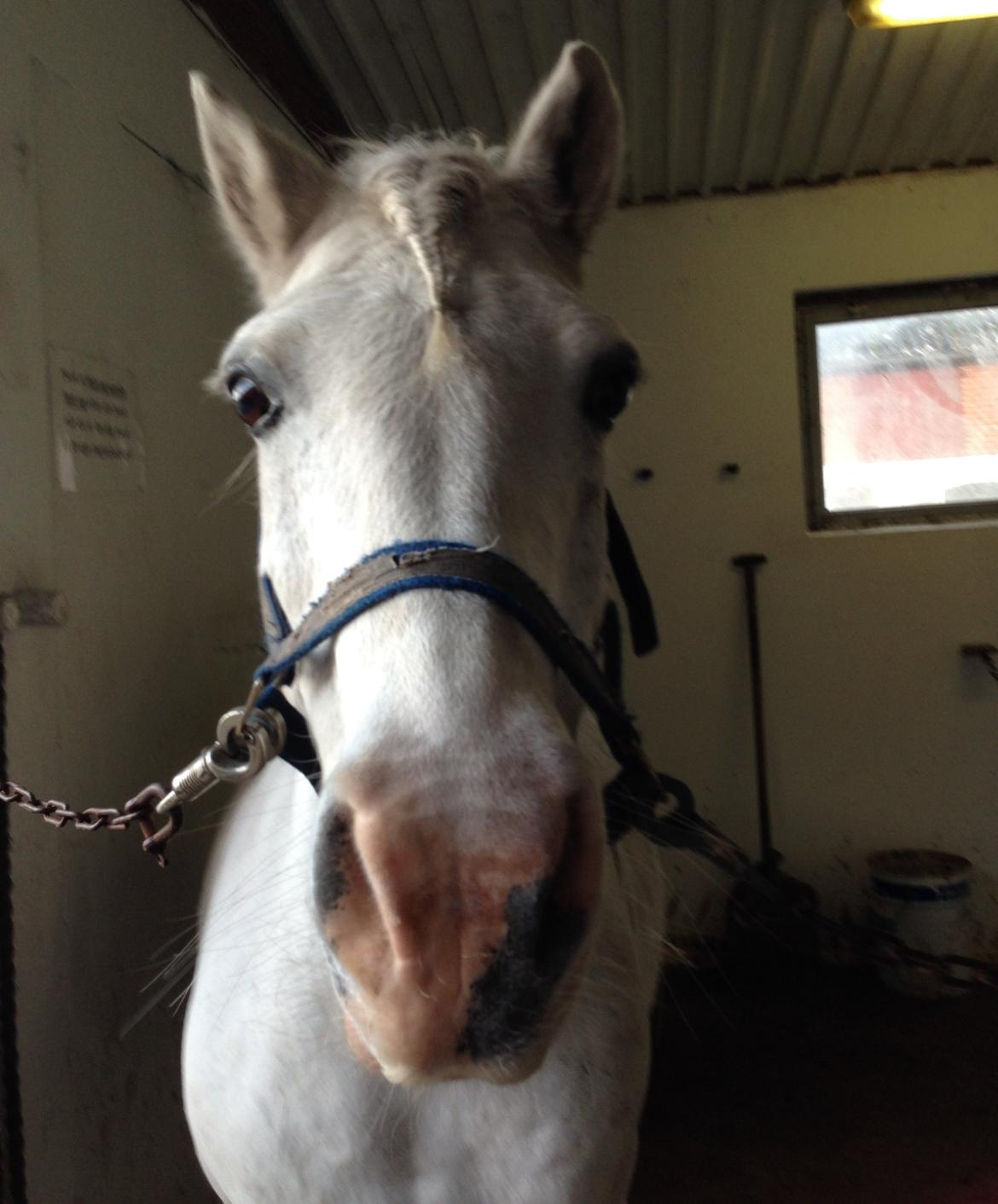 Anden særlig race Bolero billede 3