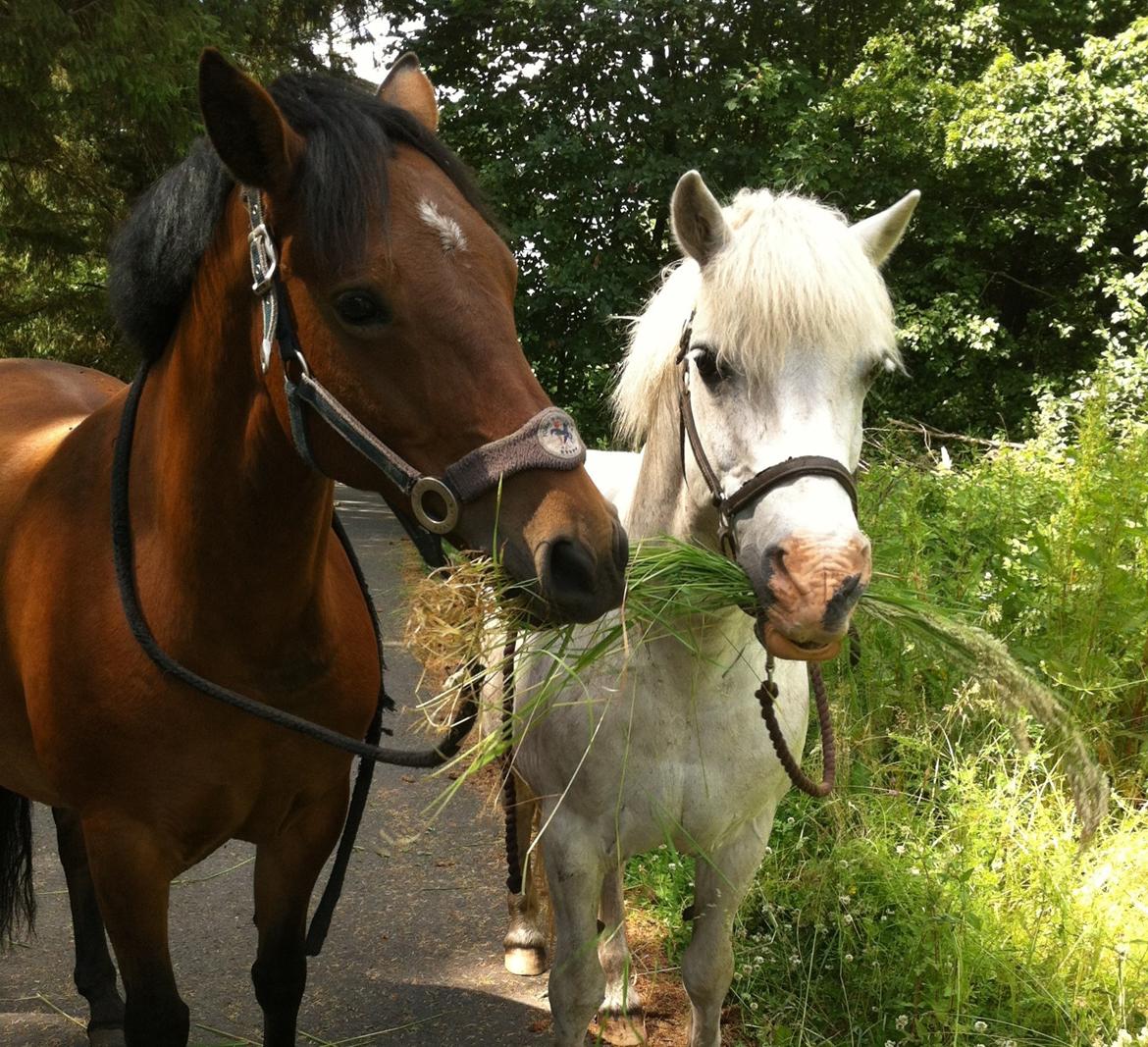 Anden særlig race Bolero billede 17