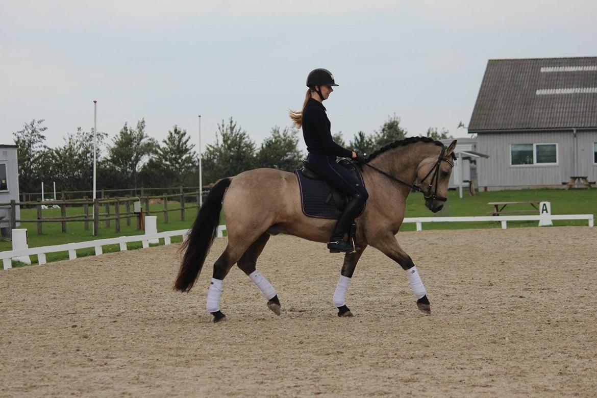 Connemara Skærgårdens Marvelous Night billede 1