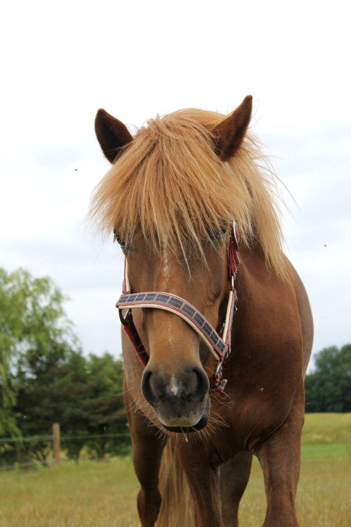 Islænder Glóblesa fra Stald Hovslag - Gloá 4 år gammel. billede 34