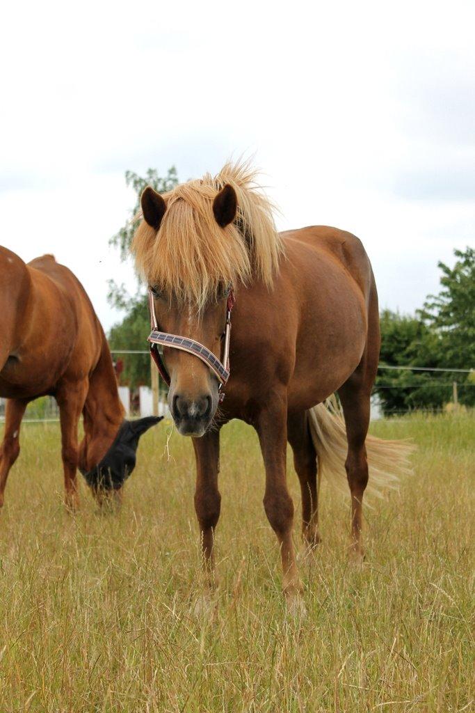 Islænder Glóblesa fra Stald Hovslag - Gloá 4 år gammel. billede 33
