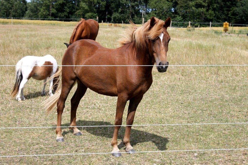 Islænder Glóblesa fra Stald Hovslag - Gloá 4 år gammel. billede 25