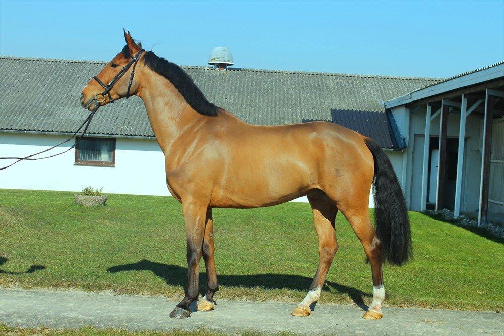 Hollandsk Varmblod Carlson billede 1