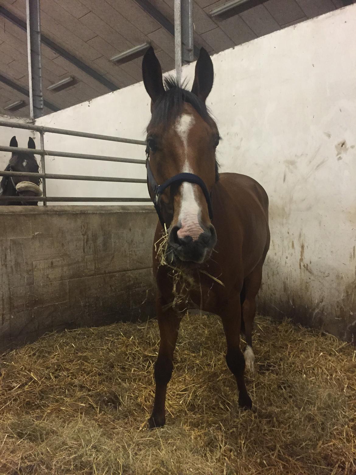 Hollandsk Varmblod Carlson billede 2