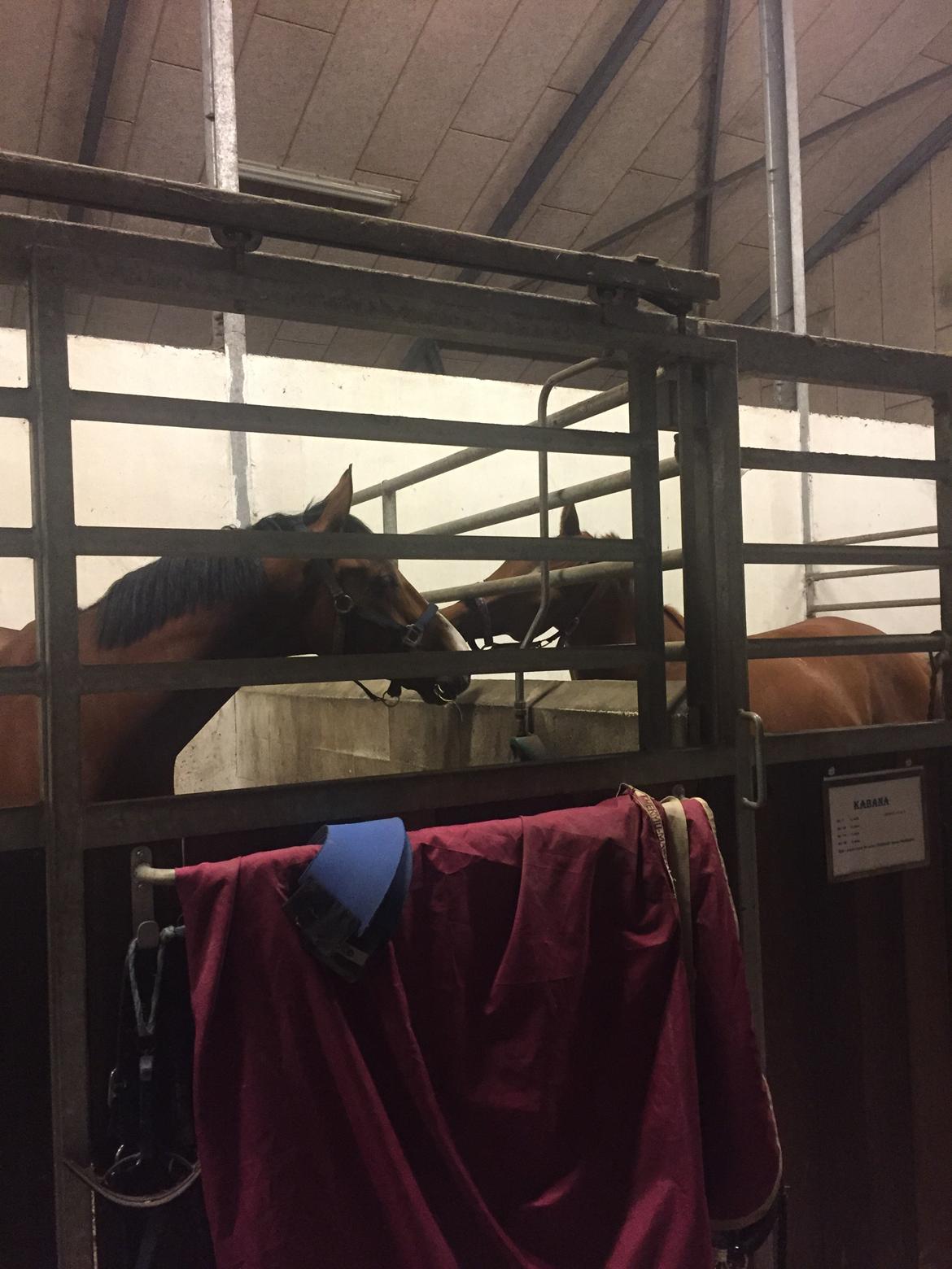 Hollandsk Varmblod Carlson billede 3