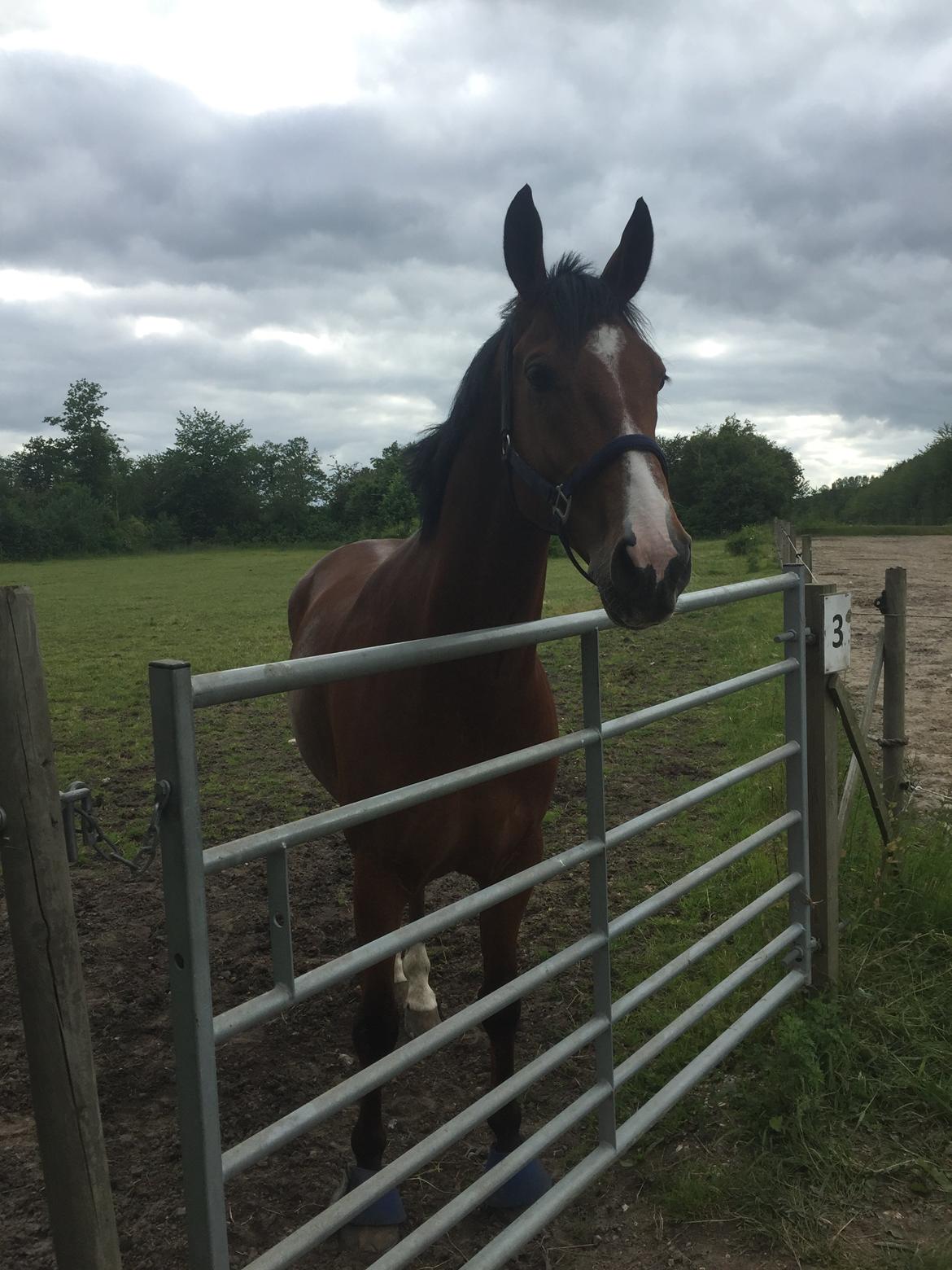 Hollandsk Varmblod Carlson billede 5