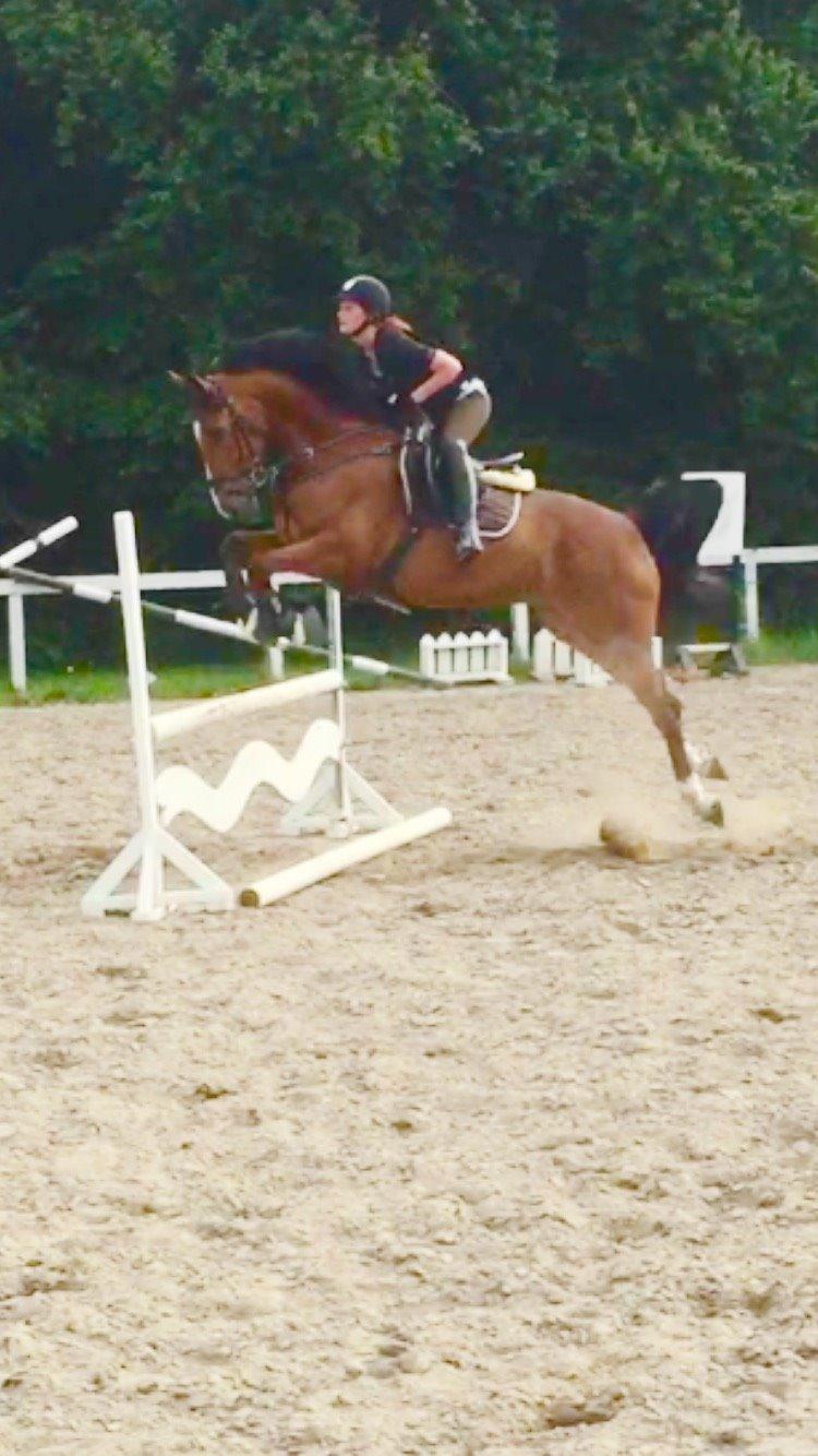 Hollandsk Varmblod Carlson billede 6