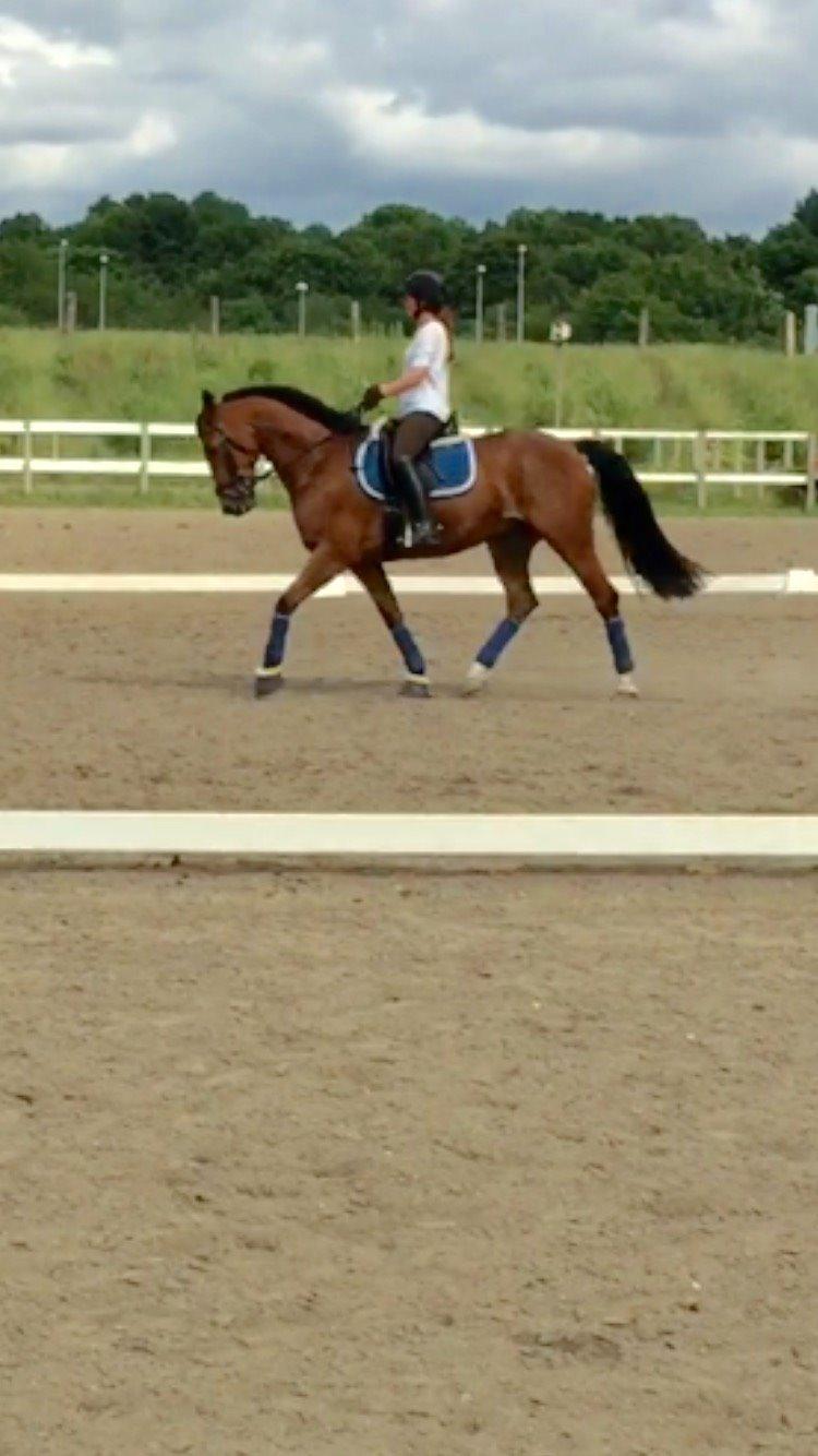 Hollandsk Varmblod Carlson billede 7