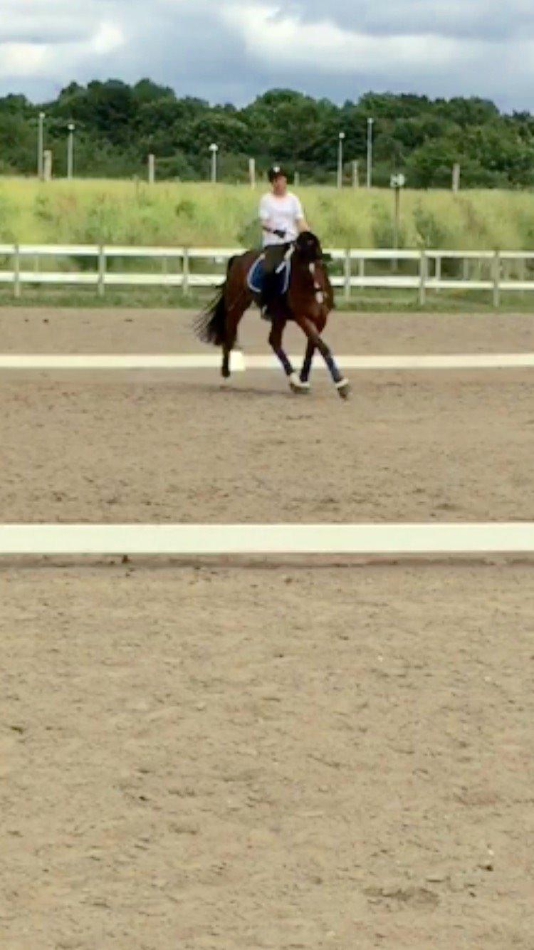 Hollandsk Varmblod Carlson billede 8