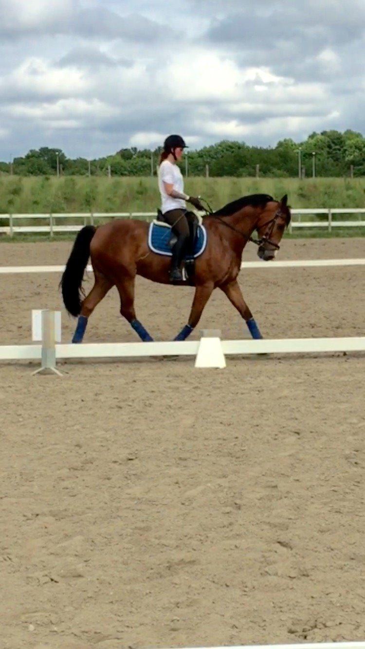 Hollandsk Varmblod Carlson billede 9