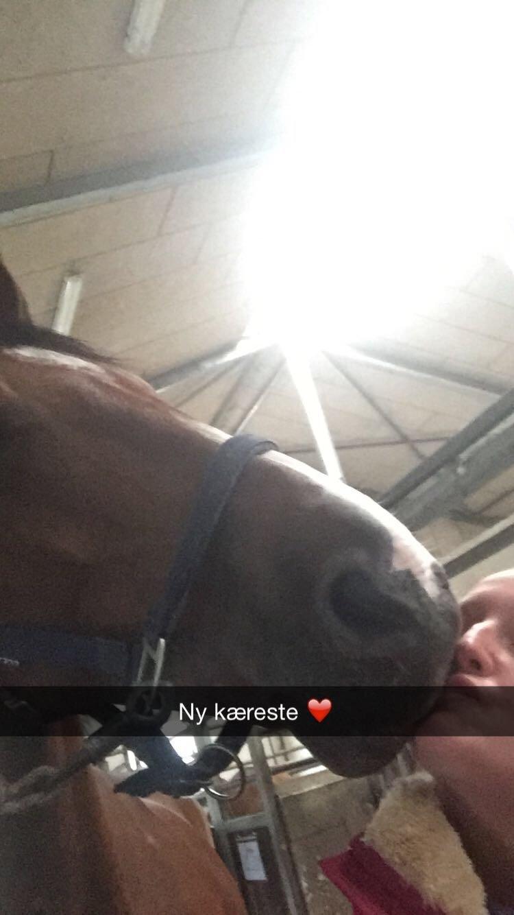 Hollandsk Varmblod Carlson billede 10