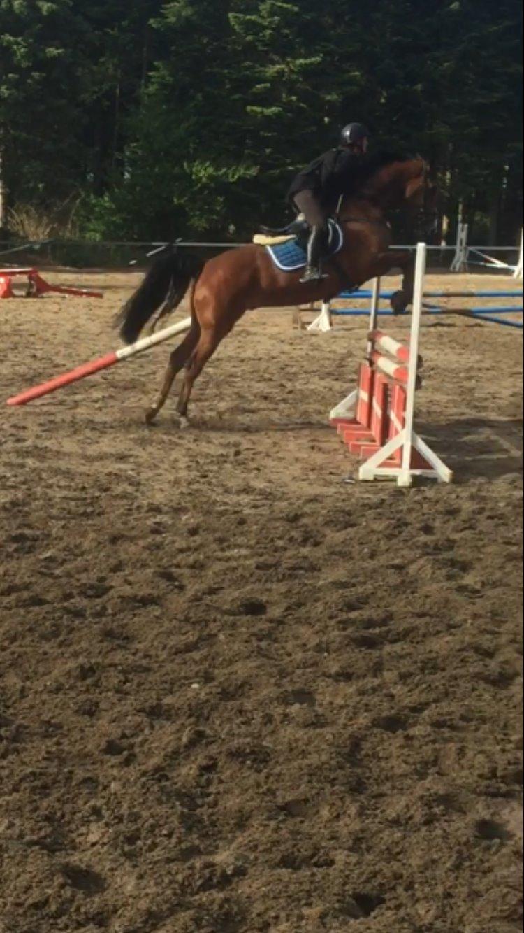 Hollandsk Varmblod Carlson billede 11