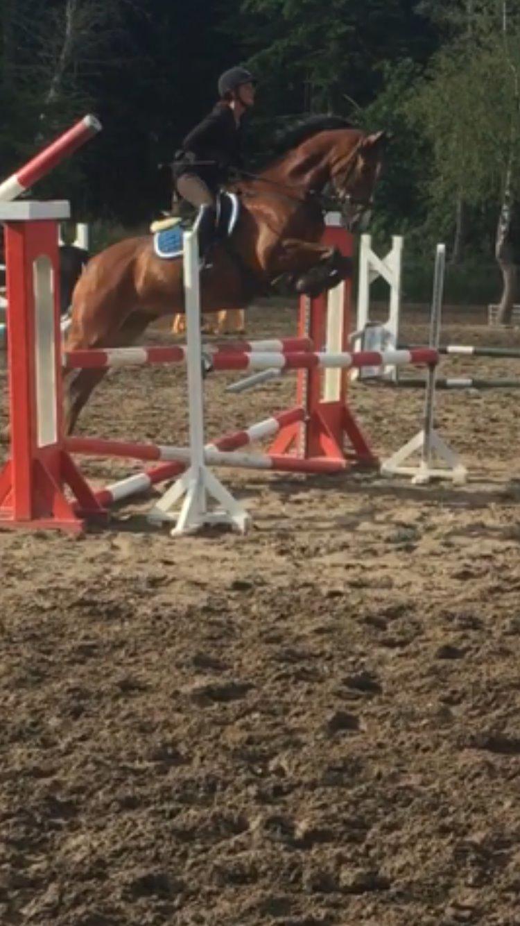 Hollandsk Varmblod Carlson billede 12