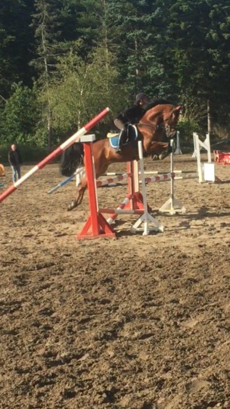 Hollandsk Varmblod Carlson billede 13