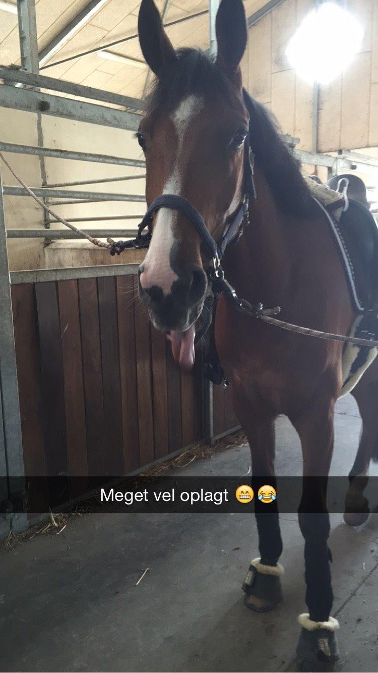 Hollandsk Varmblod Carlson billede 14