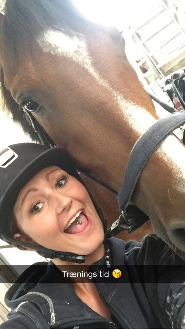 Hollandsk Varmblod Carlson billede 15