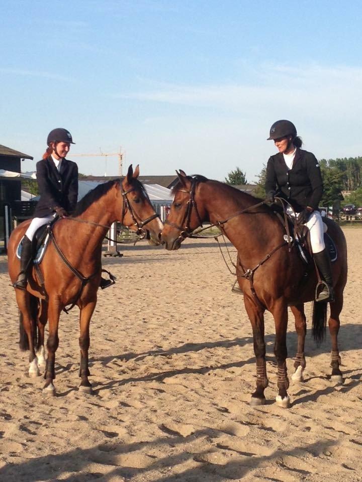 Hollandsk Varmblod Carlson billede 17