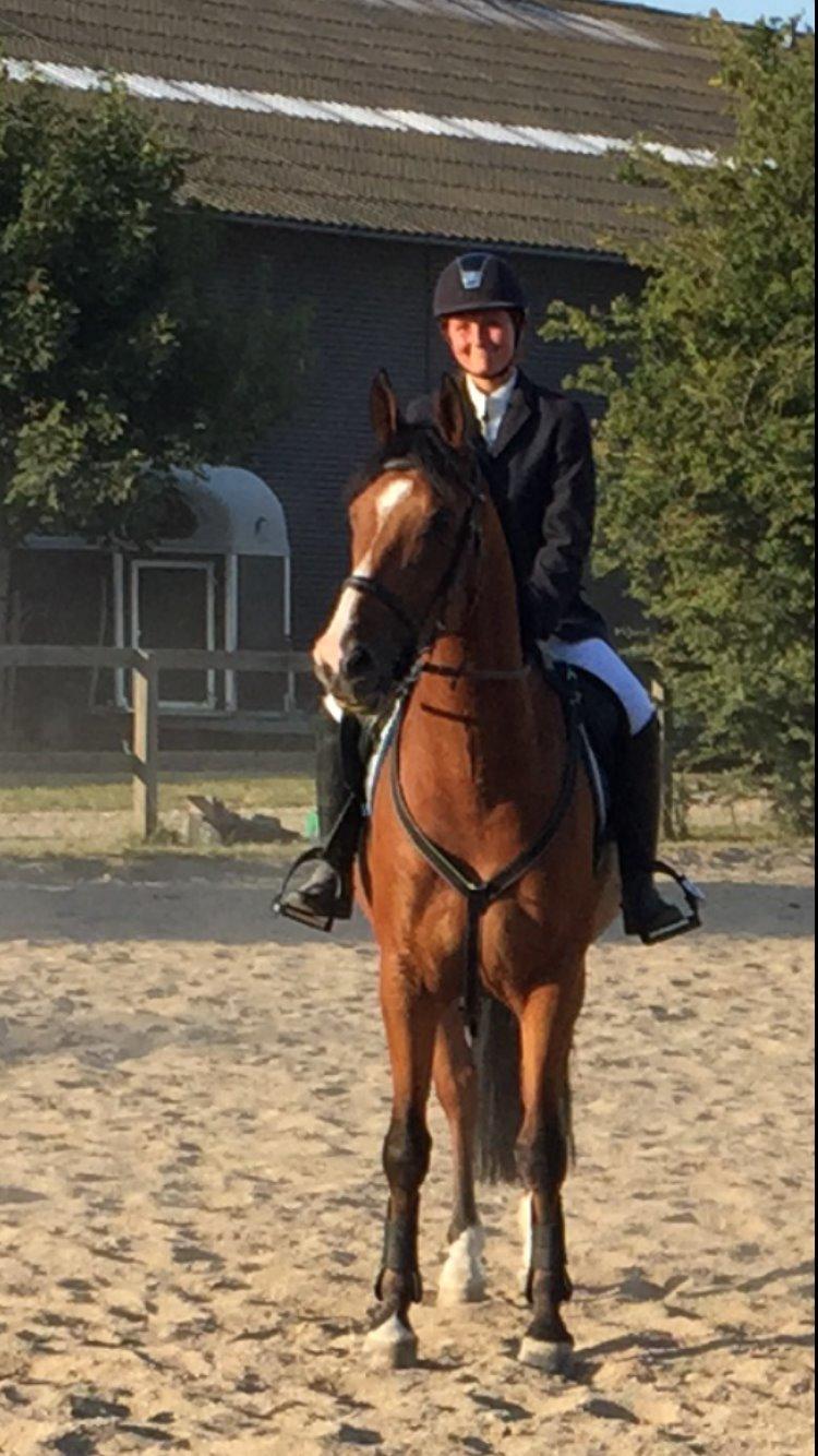 Hollandsk Varmblod Carlson billede 18