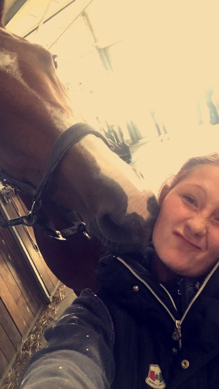 Hollandsk Varmblod Carlson billede 19