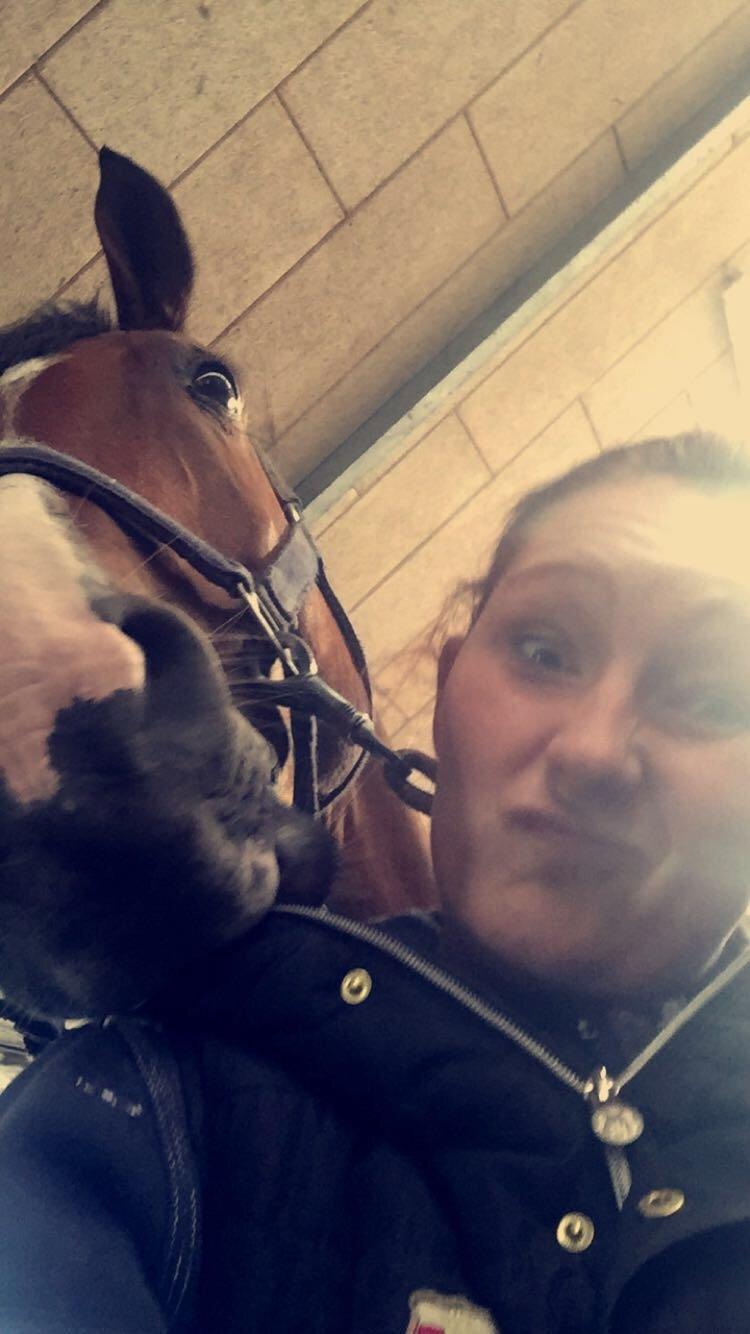 Hollandsk Varmblod Carlson billede 20