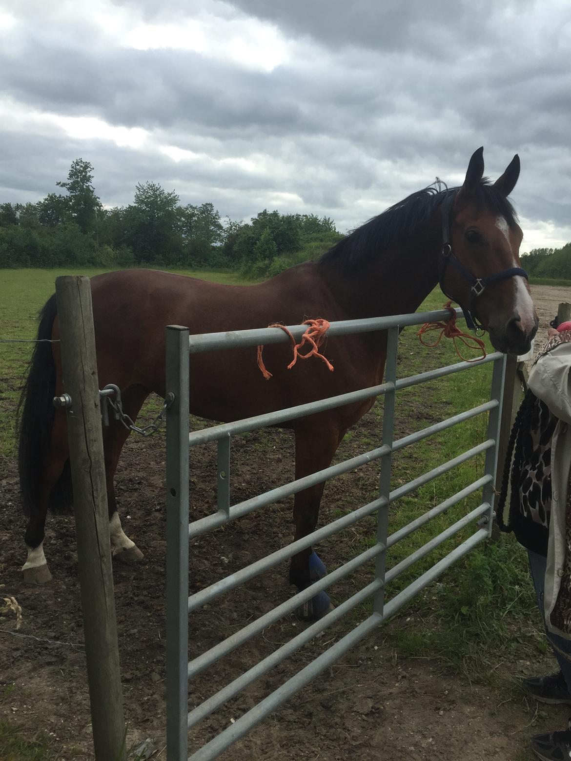 Hollandsk Varmblod Carlson billede 4