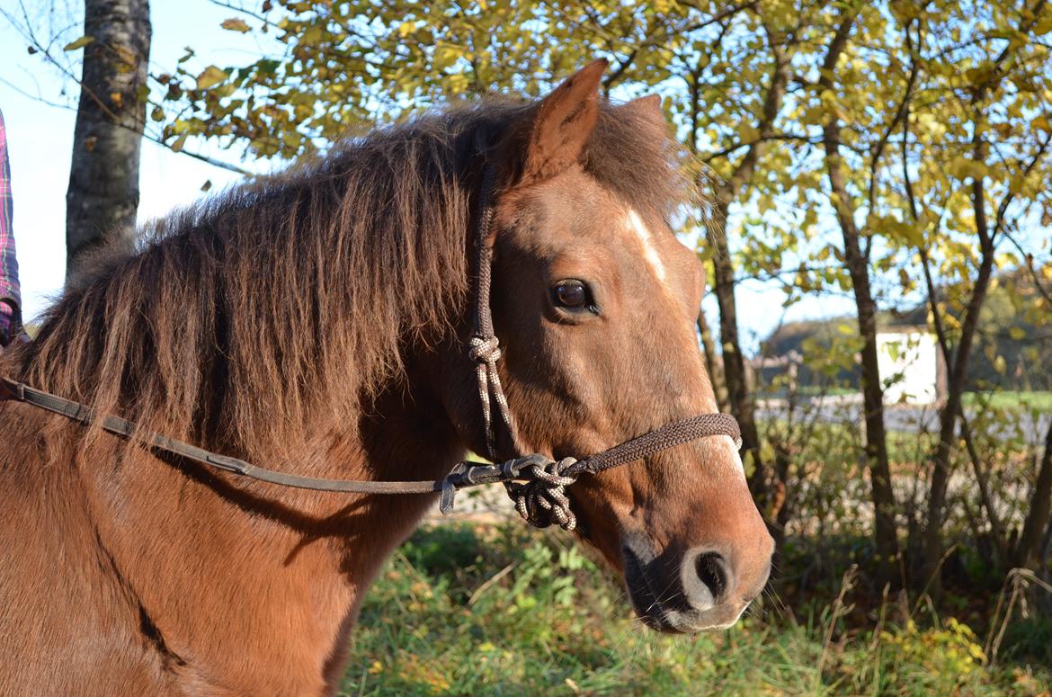 Anden særlig race Fjarla billede 32