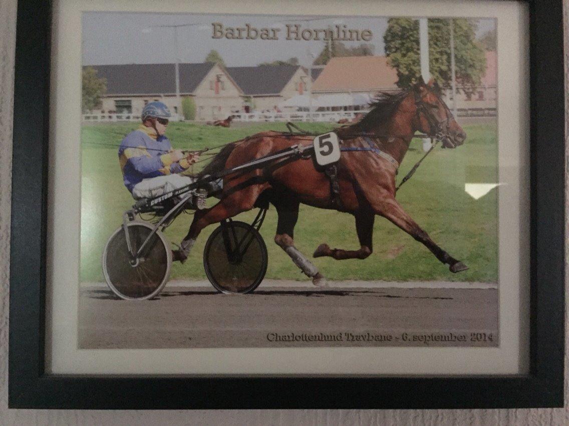 Traver Barbar Hornline (SE) (Deline) - Deline ude og går travløb  billede 36