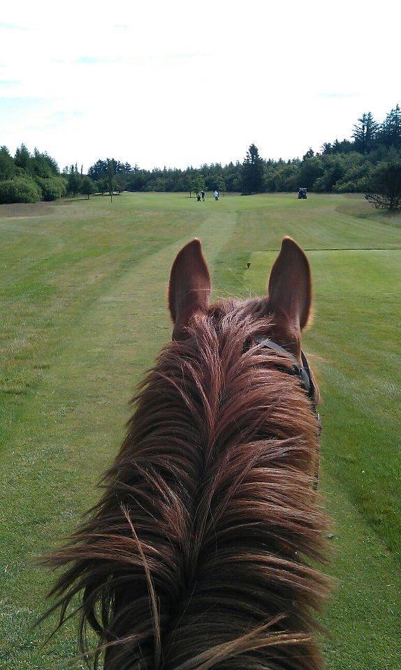 Anden særlig race Ødipus - Fristende at tage en galoptur over golfbanen :-)  billede 17