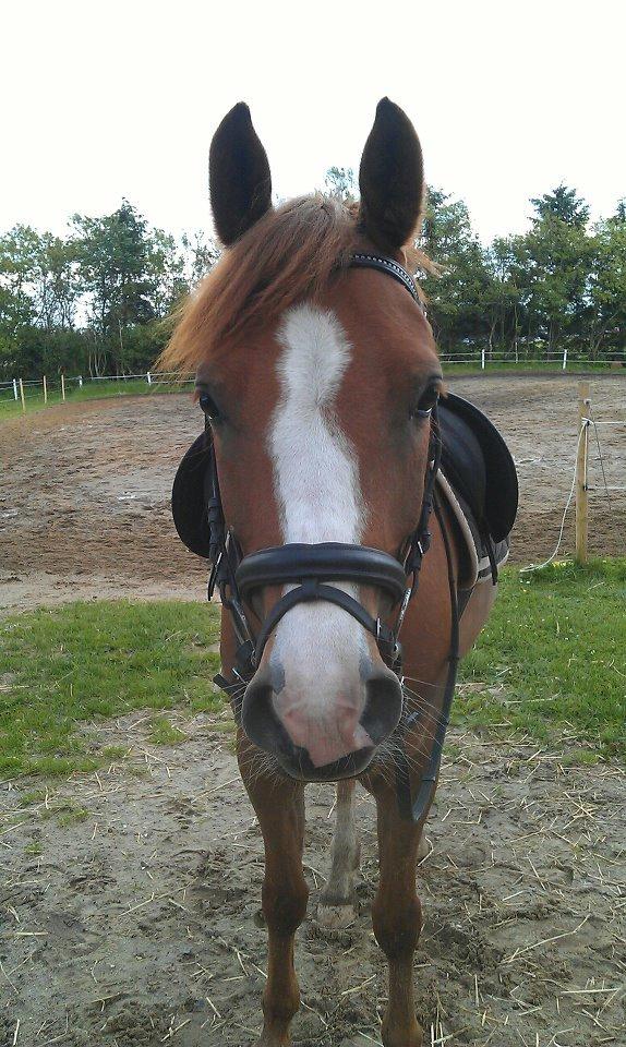 Anden særlig race Ødipus billede 18