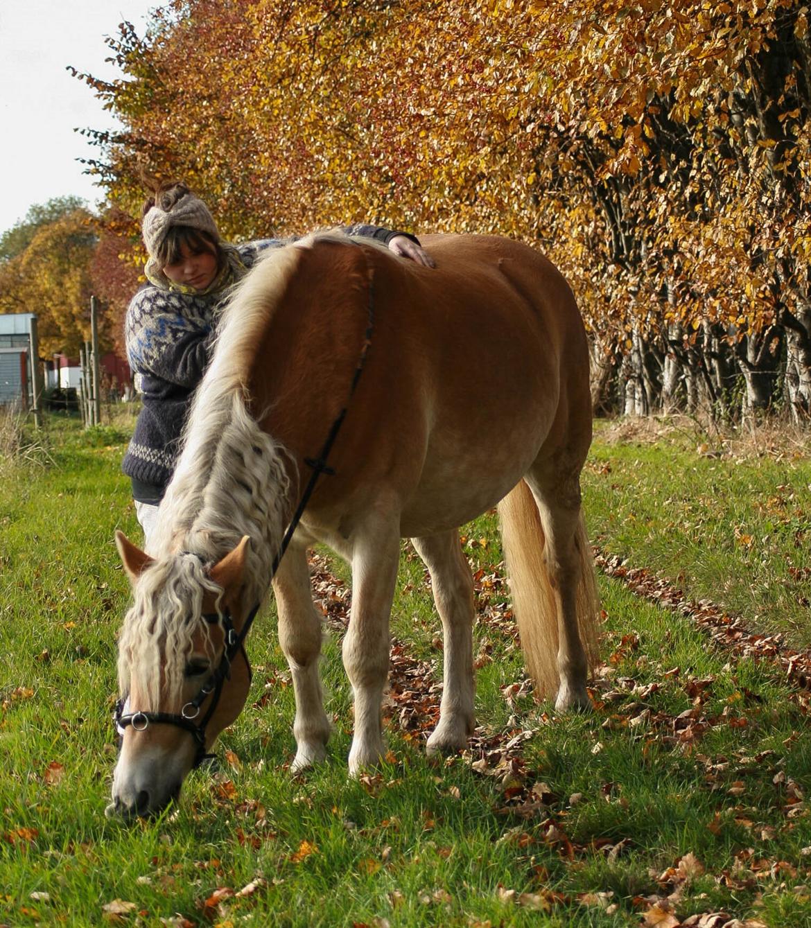 Tyroler Haflinger Waikato billede 25