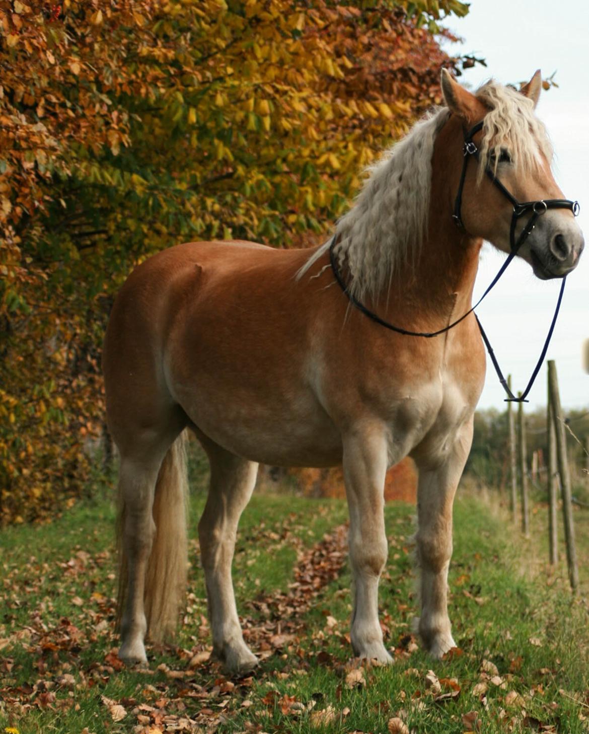 Tyroler Haflinger Waikato billede 33