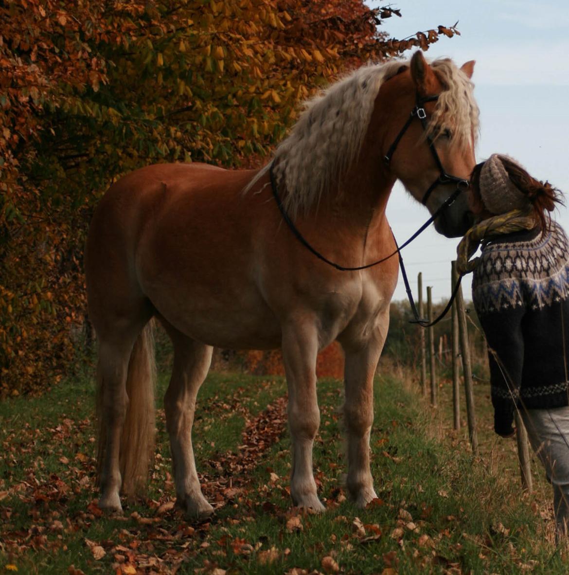 Tyroler Haflinger Waikato billede 30