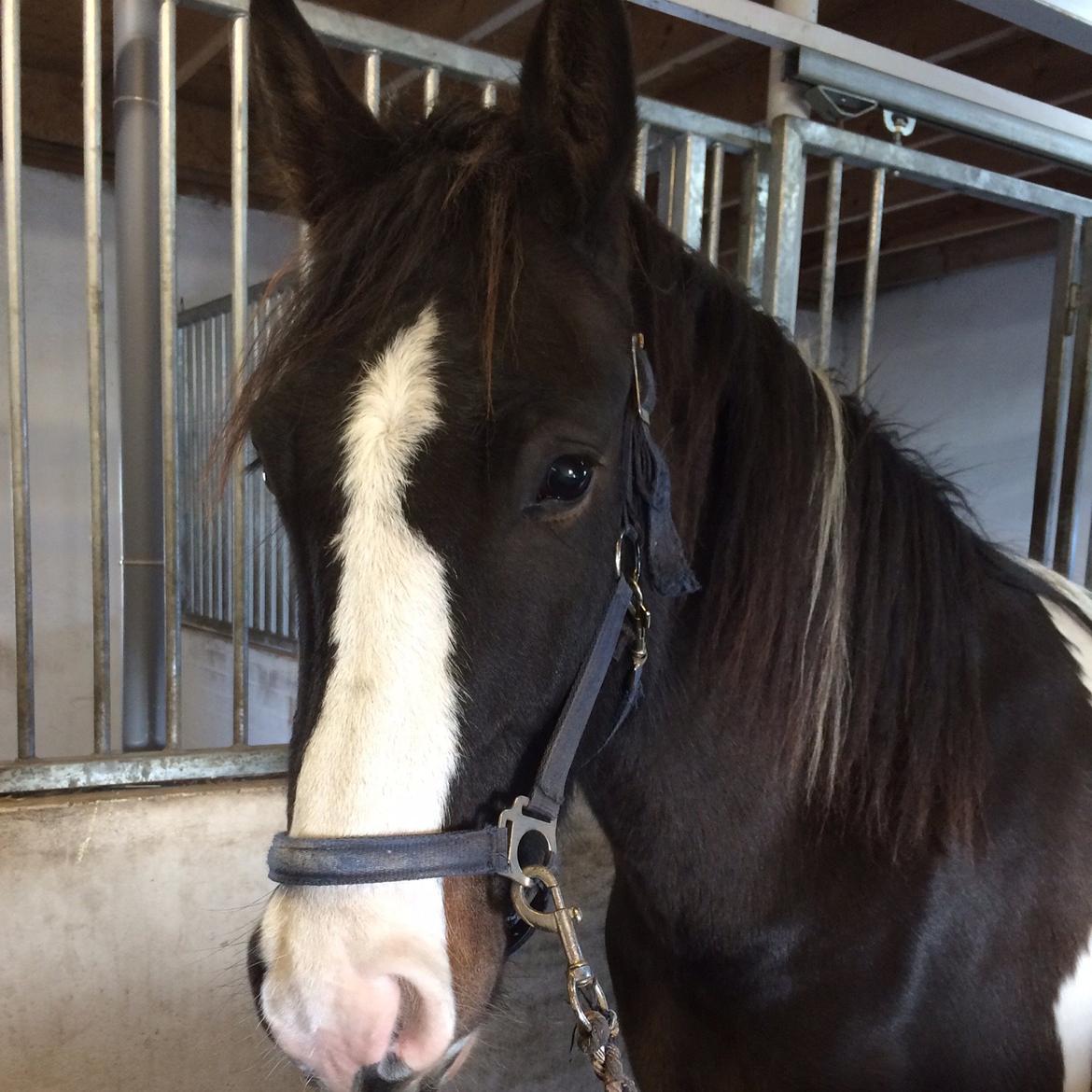 Anden særlig race Jokke billede 15