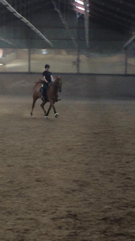 Hannoveraner Selena billede 20