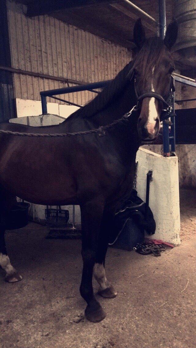 Holstener HOLTELAND BELLISSIMO billede 13