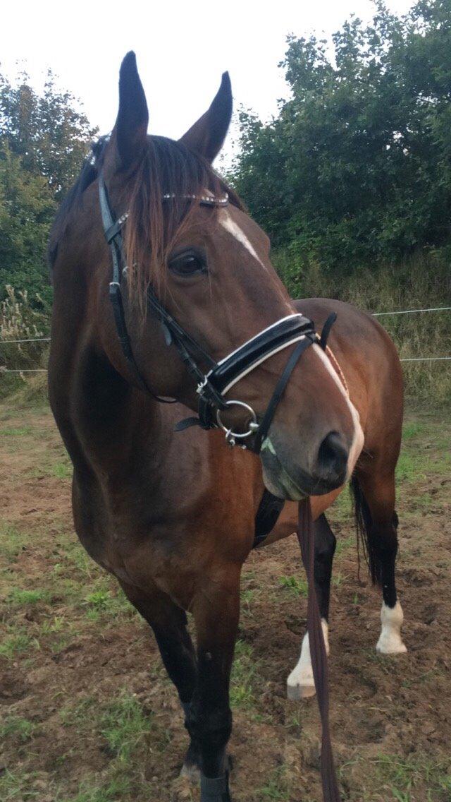 Holstener HOLTELAND BELLISSIMO billede 14