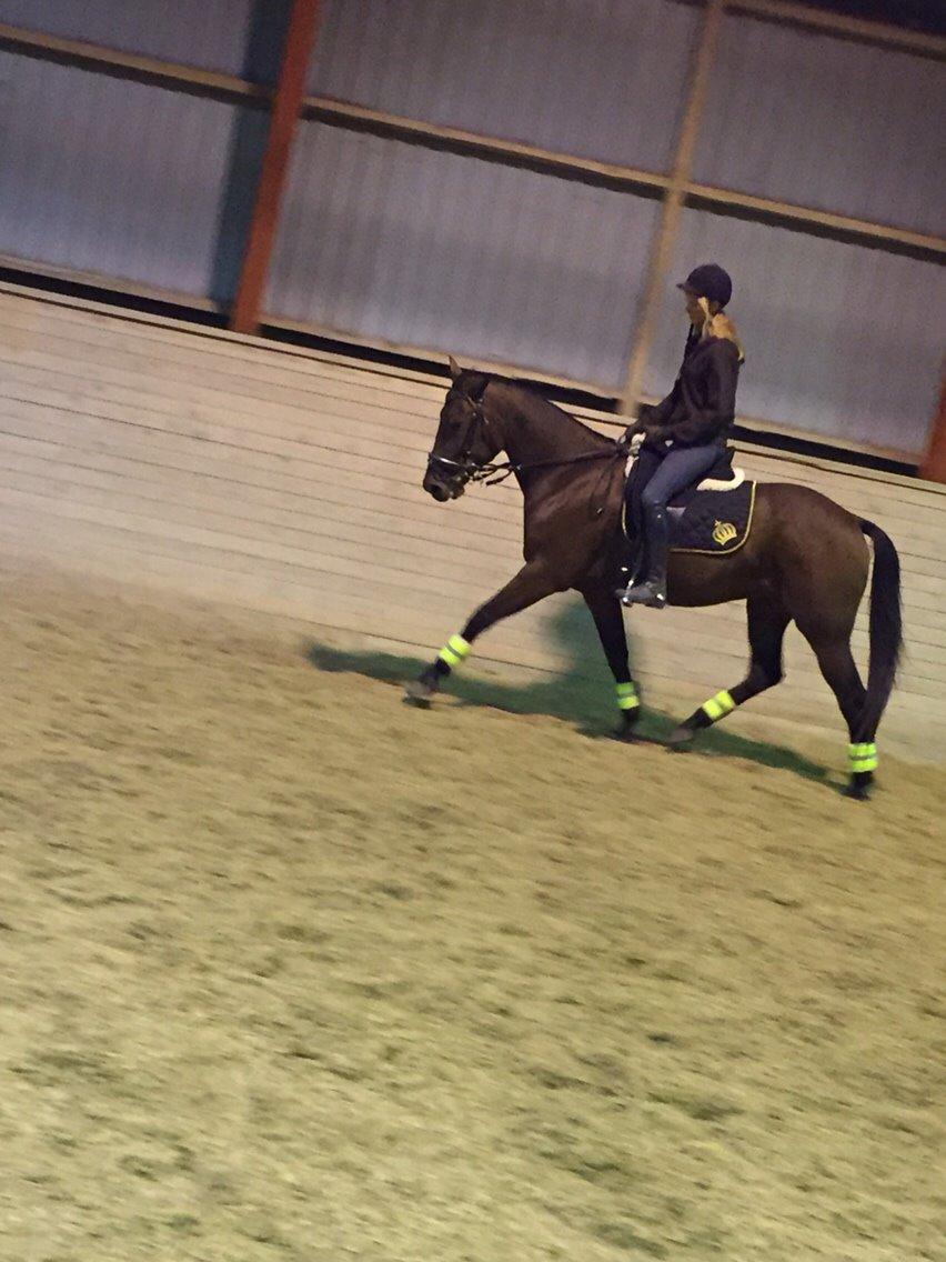 Traver Barbar Hornline (SE) (Deline) billede 41