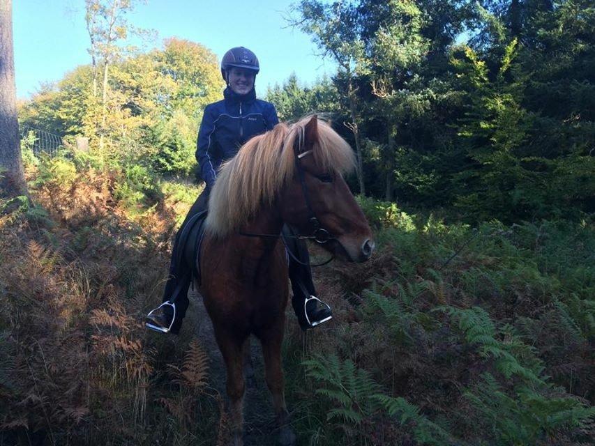 Islænder Baldi fra Nordbjerg billede 20