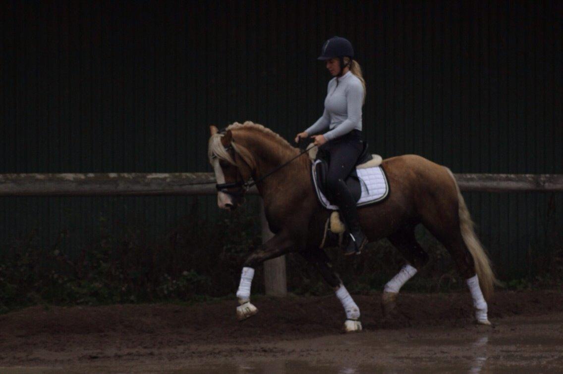 Welsh Cob (sec D) Llanidan Sbarc billede 1