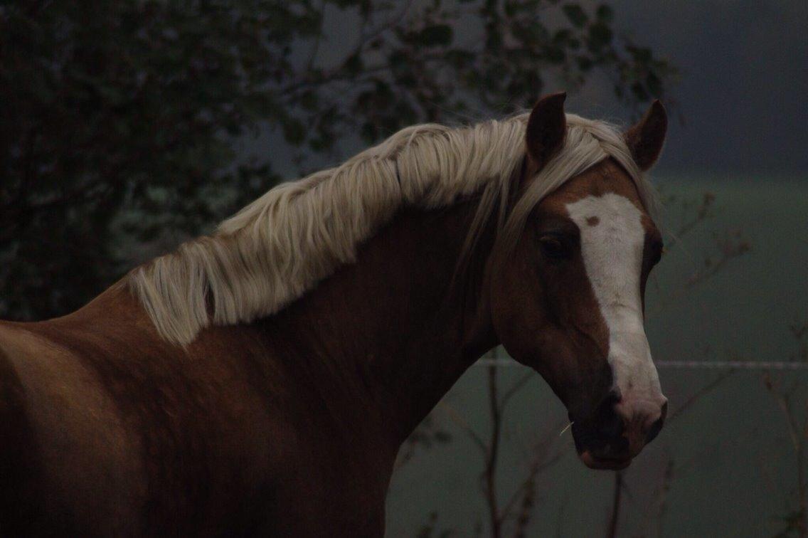 Welsh Cob (sec D) Llanidan Sbarc billede 2