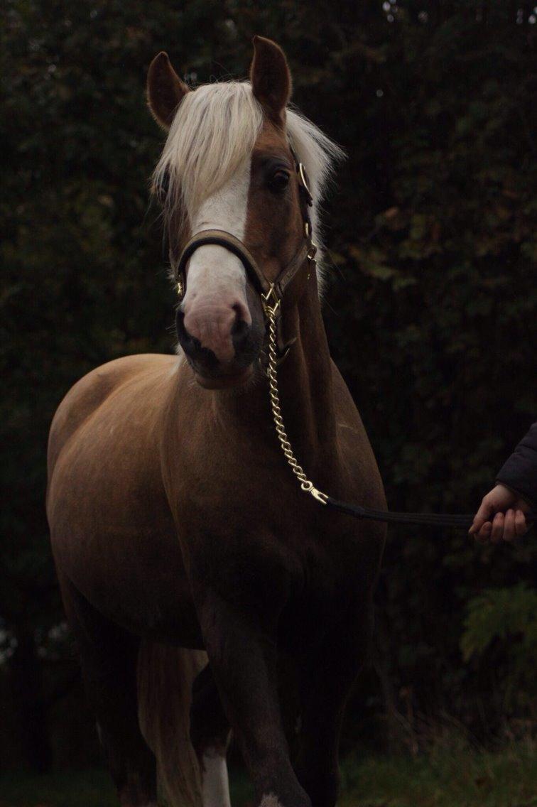 Welsh Cob (sec D) Llanidan Sbarc billede 3