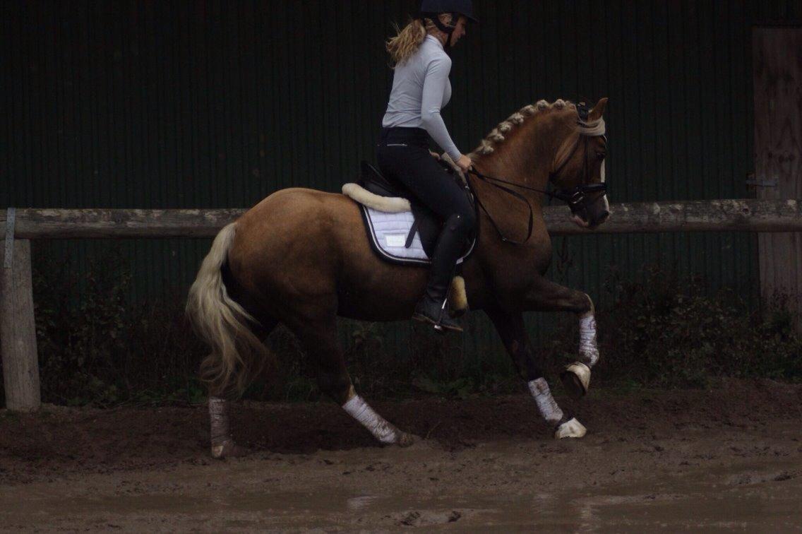 Welsh Cob (sec D) Llanidan Sbarc billede 4