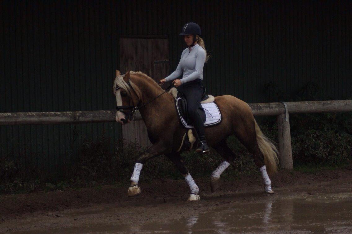 Welsh Cob (sec D) Llanidan Sbarc billede 6